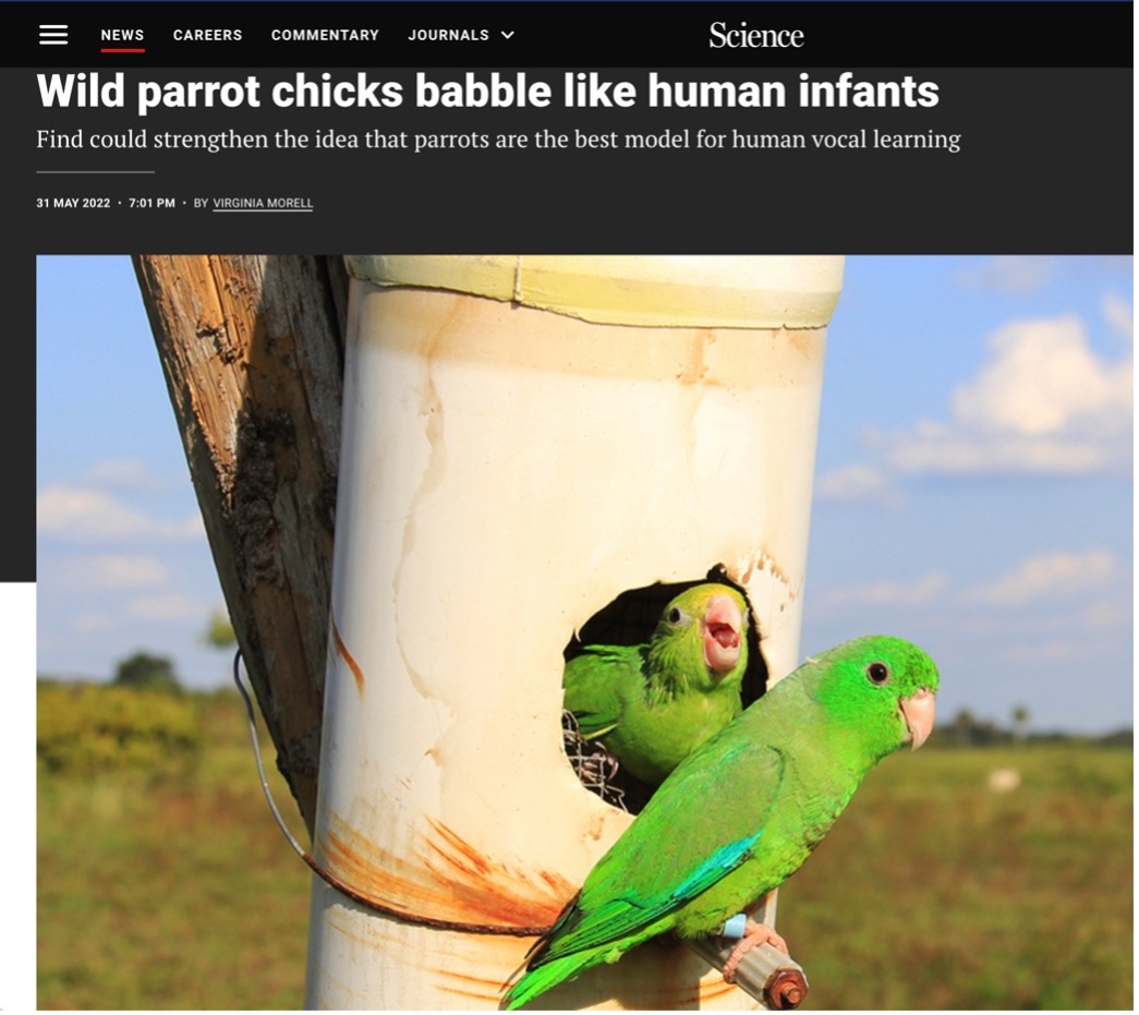 wild parrot chicks babble