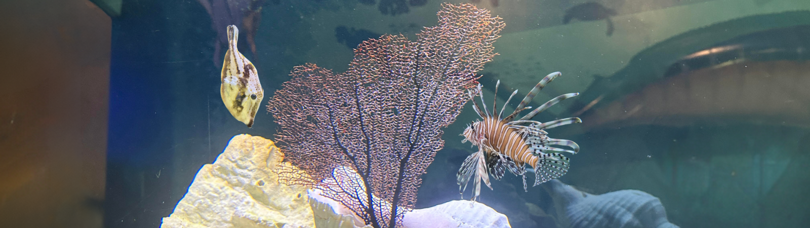 Lionfish swimming in the tank