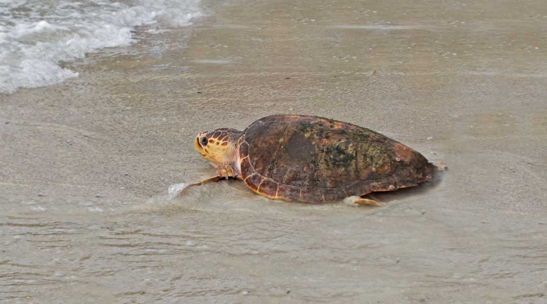 A turtle walking on the beach towards the ocean