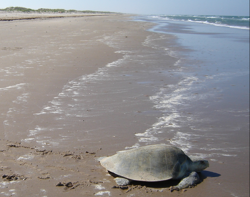 Sea Turtle Stranding 