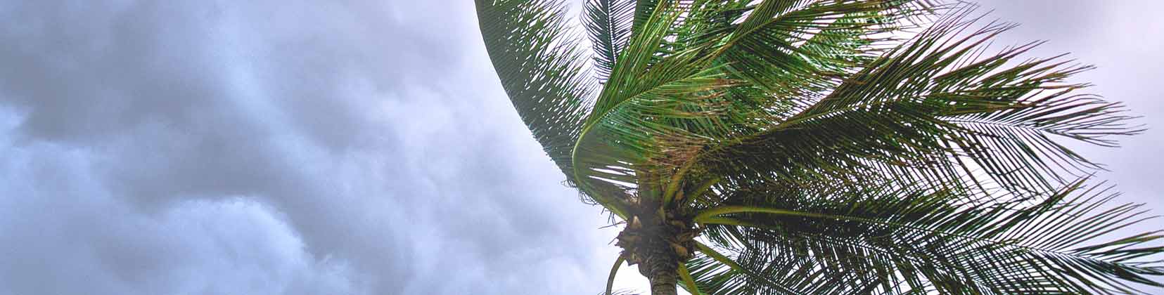 Storm blowing a coconut tree Page Banner 
