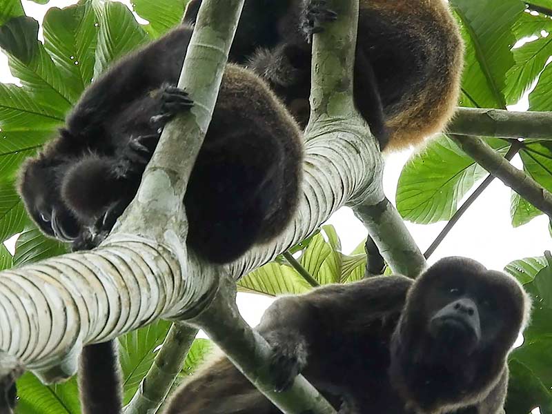 monkeys on tree near Buen Suceso Page Banner 