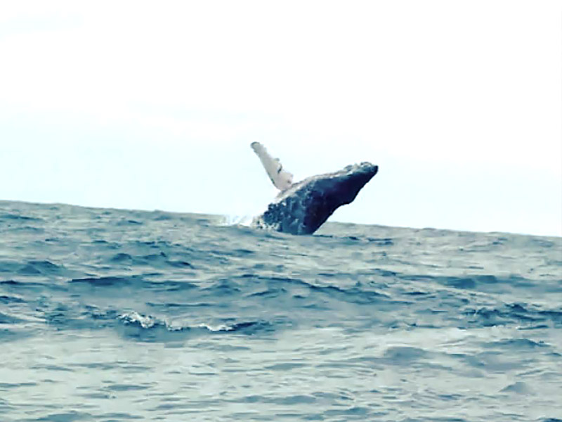 Whale watching excursion Page Banner 
