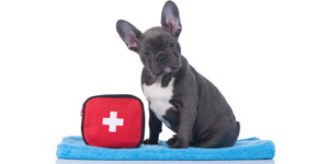 Puppy next to a first aid kit.
